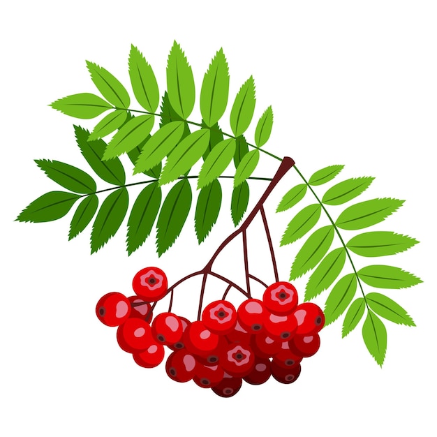 Vector rowan branch with red berries and green leaves isolated on a white background