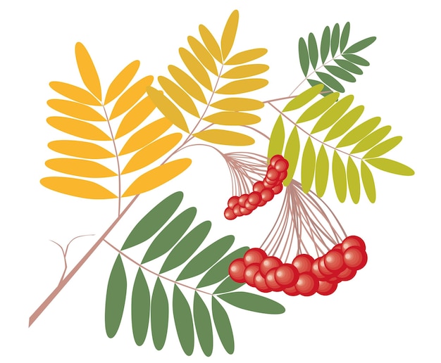 Vector rowan branch with ripe berries