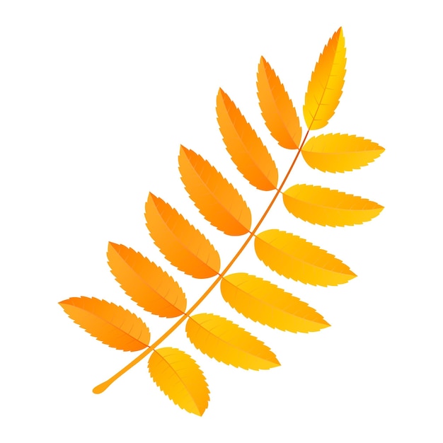 Rowan leaf icon Flat illustration of rowan leaf vector icon for web design