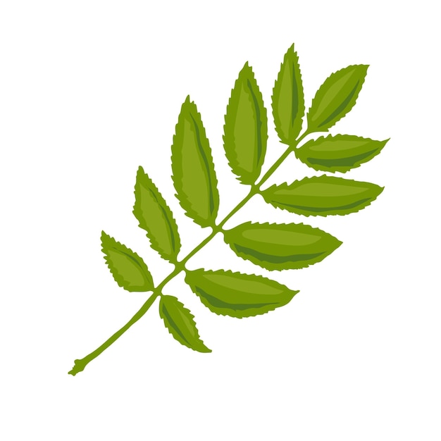 A rowan leaf illustration Vector illustration