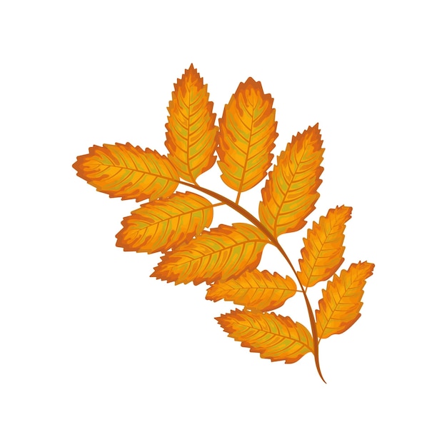 Rowan leaf yellow autumn leaf of mountain ash rowan leaf autumn vector illustration isolated on a wh