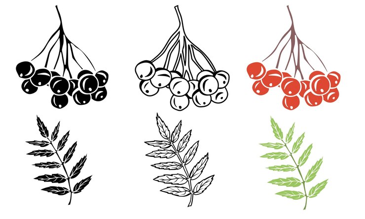Vector rowan leaves and berries outline in silhouette and colorful isolated on white background