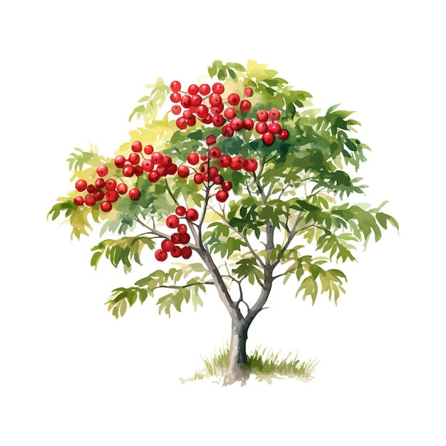 Rowan Tree aquarel Vector illustratie ontwerp