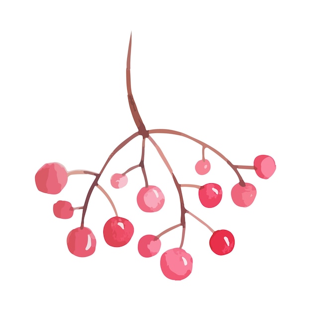 Rowan tree branch with berries Vector illustration mountain ash