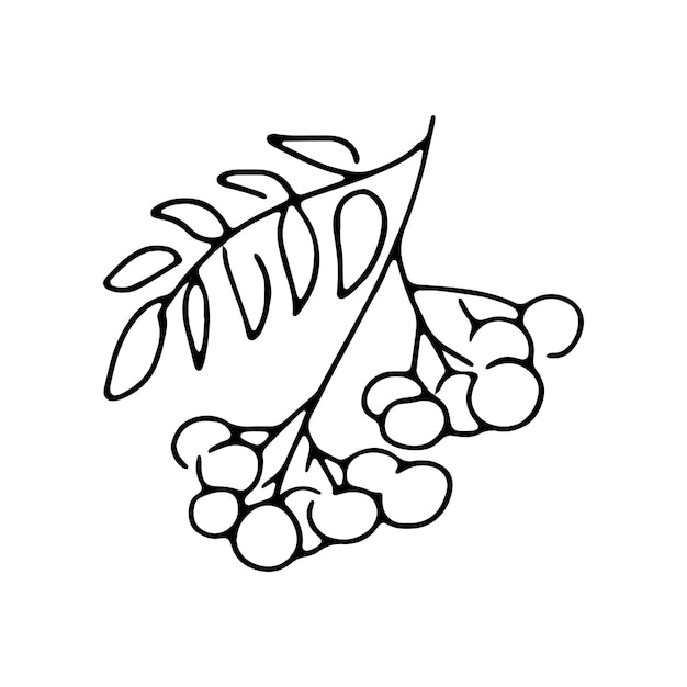 Rowanberry with leaf simple hand drawn black line sketch isolated on white background