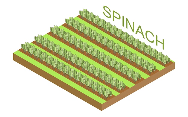Вектор Ряды шпината на поле фермы изометрическая векторная иллюстрация растений шпината