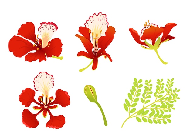 Vector royal poinciana red flowers and green leaves