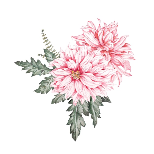 Roze chrysant geschilderd door aquarel. Roze bloemen geïsoleerd op een witte achtergrond. Bloemen illustra