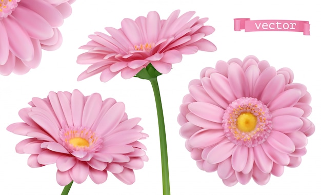 Roze Dahlia. 3D kamille bloemen set