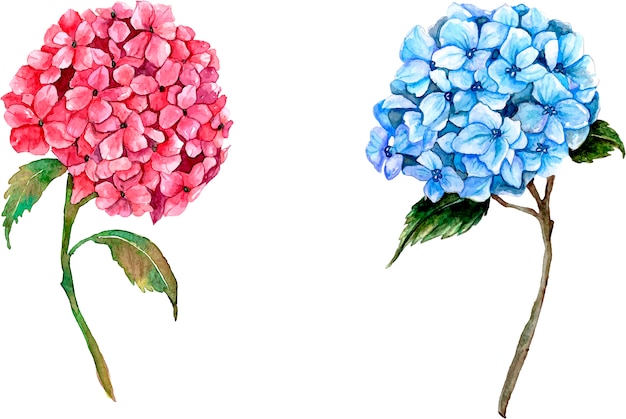 Roze en blauwe hortensia's op wit