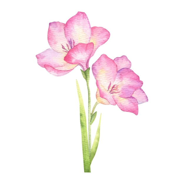 Roze freesia bloemen knoppen en bladeren Tuinbloemen geïsoleerde met de hand getekende aquarel illustratie Zomer bloemenontwerp voor bruiloftsuitnodigingen kaarten textiel verpakking van goederen verpakkingspapier