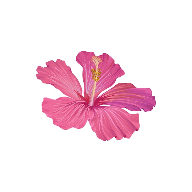 Roze hibiscus bloem exotische plant vector Illustration