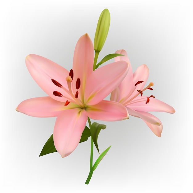 Roze lelie bloem geïsoleerd op witte achtergrond Realistische vector illustratie