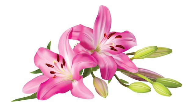 roze lelie bloemenboeket geïsoleerd op witte achtergrond