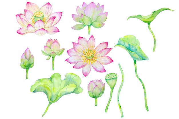 roze lotusbloemen bladeren en knoppen