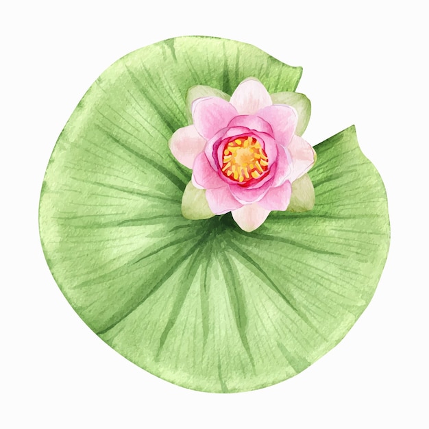 Roze lotusbloemen en bladeren Aquarel illustratie Samenstelling met lotus Chinese waterlelie