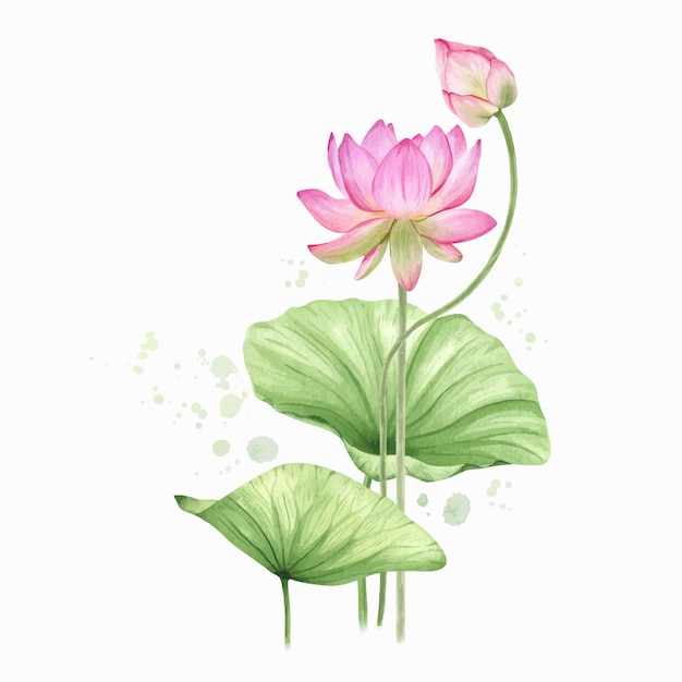 Roze lotusbloemen en bladeren Aquarel illustratie Samenstelling met lotus Chinese waterlelie