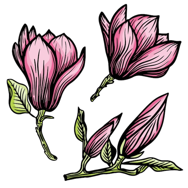 Vector roze magnolia bloem en blad tekening illustratie met lijntekeningen op een witte achtergrond