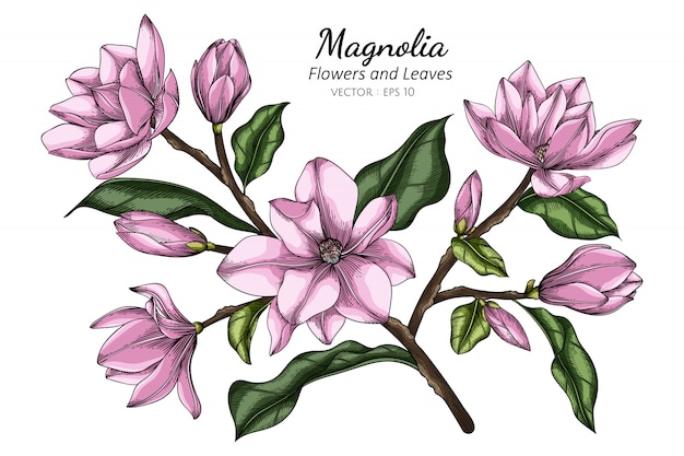 Roze magnolia bloem en blad tekening illustratie