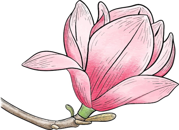 Vector roze magnolia bloem vector