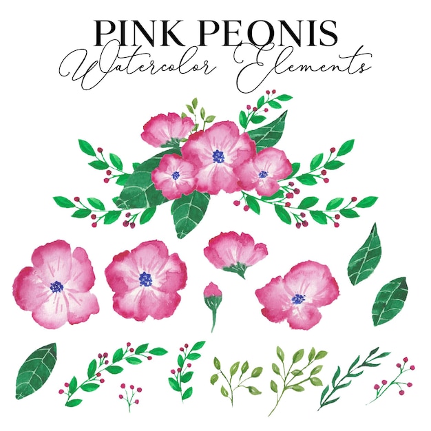 Roze pioenrozen bloem aquarel elementen illustratie