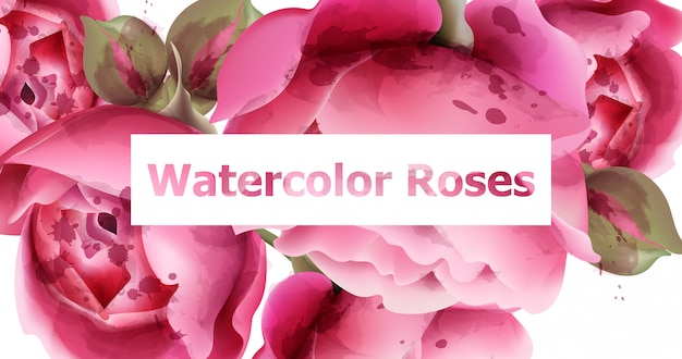 Vector roze rozen aquarel achtergrond