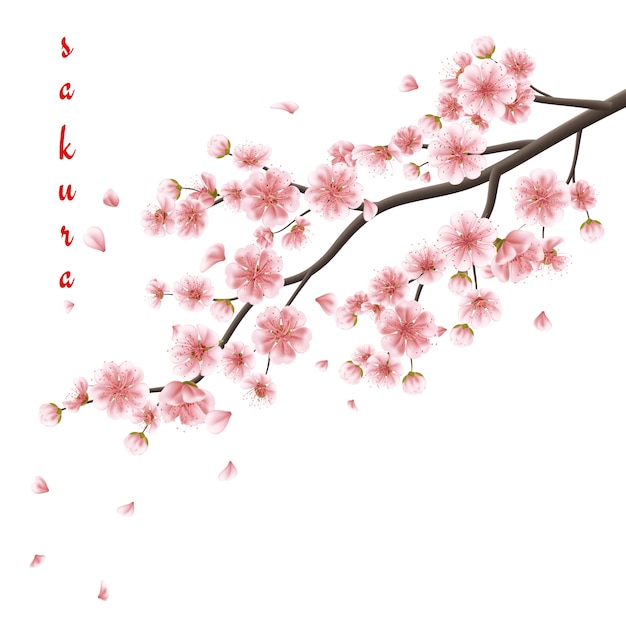 Roze sakurabloemen die op wit worden geïsoleerd.