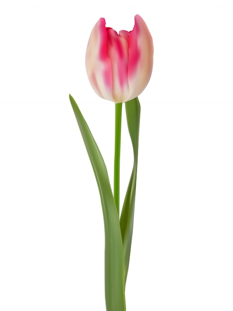 Vector roze tulp die op zuiver wit wordt geïsoleerd