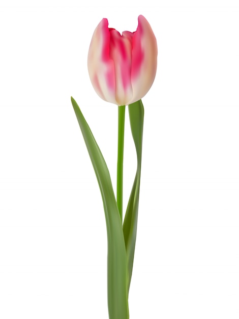 Roze tulp die op zuiver wit wordt geïsoleerd