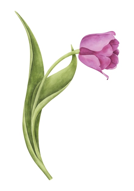 Vector roze tulp op witte achtergrond aquarel botanische illustratie floral clipart element