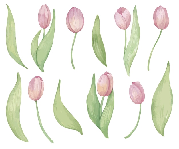 roze tulpen handgetekende aquarel clipart