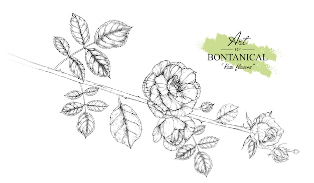 Rozenblaadjes en bloemtekeningen. vintage hand getrokken botanische illustraties. vector.