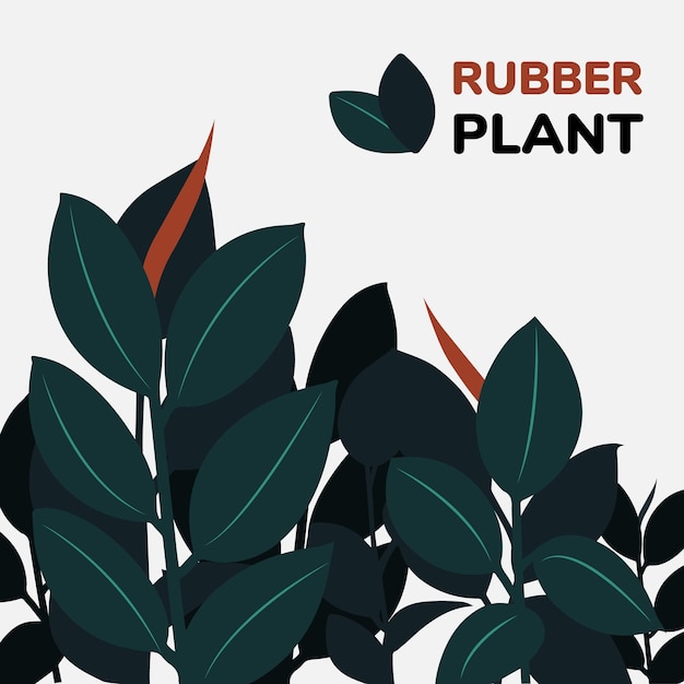 Rubber plant hand drawn background