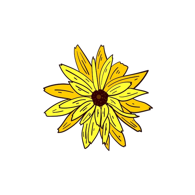 Rudbeckia or BlackEyed Susan plant yellow flower on white background vector illustration