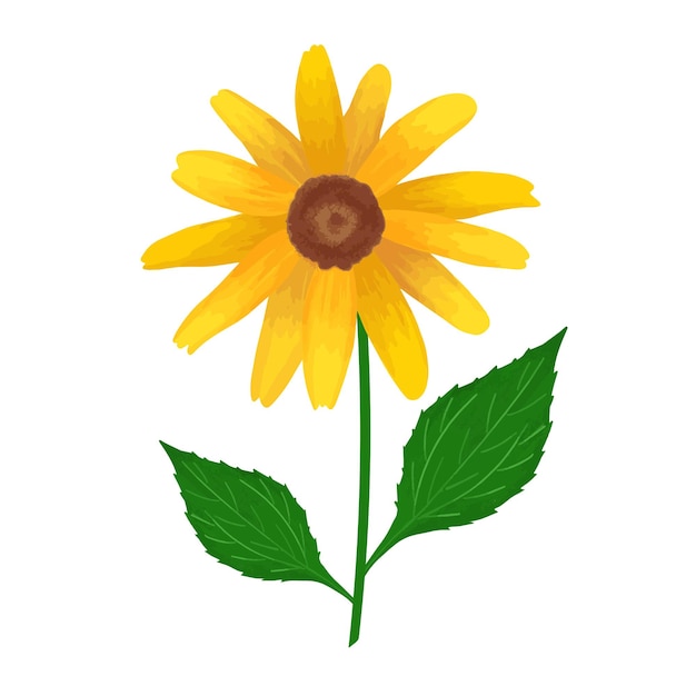 Rudbeckia hairy yellow flower hand drawn illustration