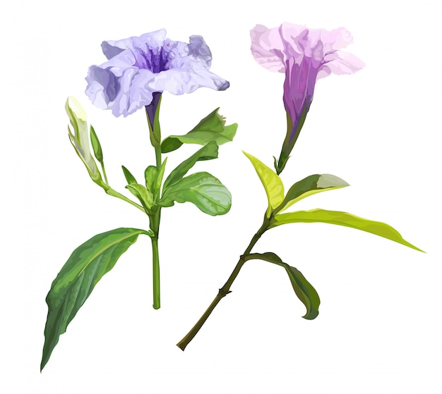 Ruellia tuberosa 자주색 봄 꽃 그림