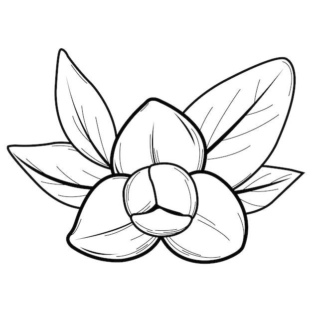 rumduol flower black and white sketch symbol cambodia national flower pretty romduol flower