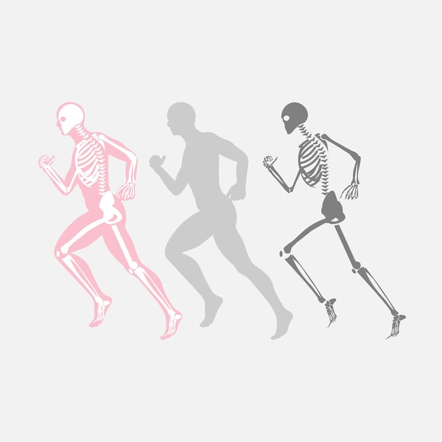 Running pose human bones vector image