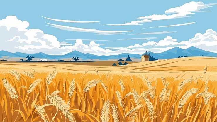Vector rural landscape with ripe wheat fields and blue sky on background sunny autumn day vector illustration