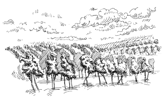 Сельский пейзаж с полями и холмами виноградников. Винтаж вектор штриховки черный монохромный иллюстрации. Изолированные на белом фоне. Рисованный дизайн