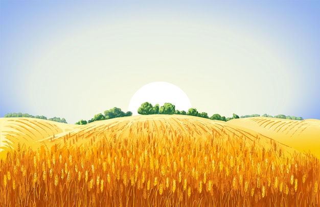 Vector rural summer landscape a field of ripe wheat on hills