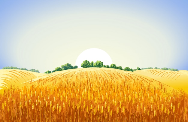 Paesaggio estivo rurale un campo di grano maturo sulle colline