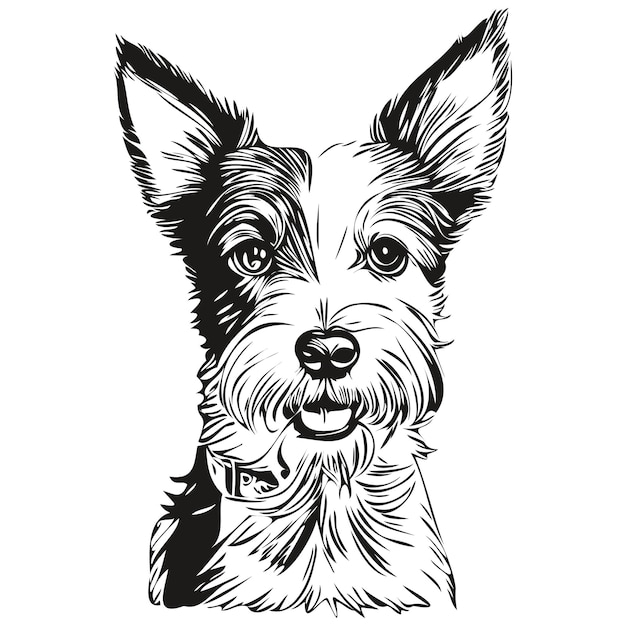 Vector russell terrier dog isolated drawing on white background head pet line illustration