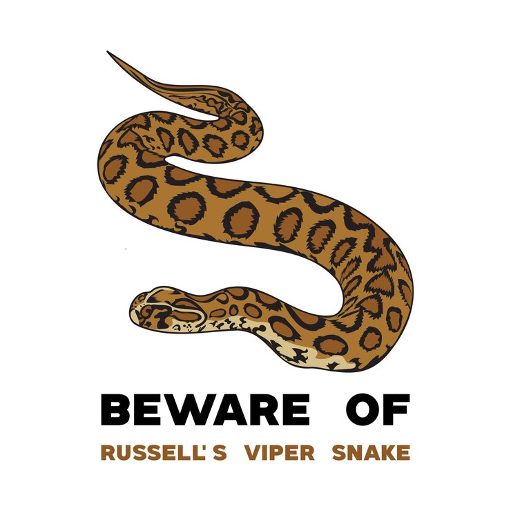 Vector russells viper snake illustration design
