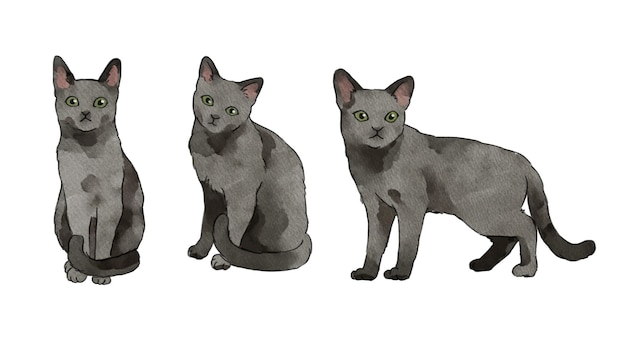 Vector russian blue cat