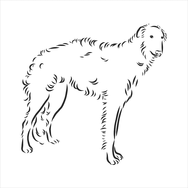 Русская борзая, эскиз собаки, контурная векторная иллюстрация охотничьей  собаки | Премиум векторы