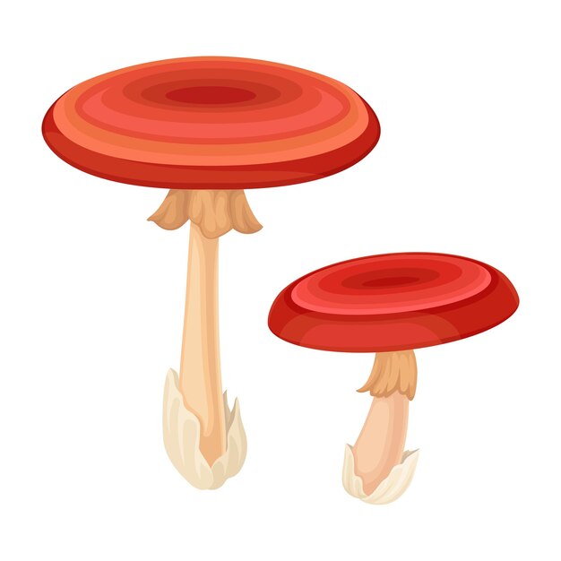 Vector russule forest mushroom or toadstool with stem and cap isolated on white background vector illustration