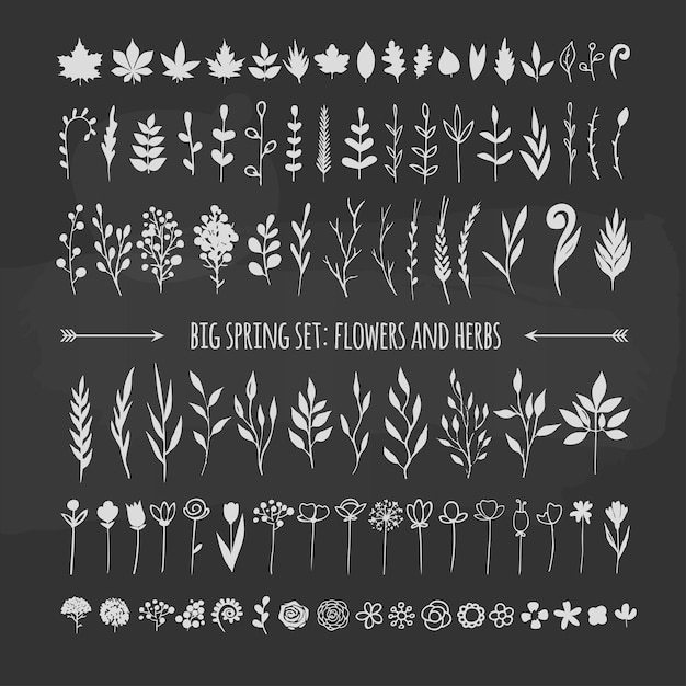 Vector rustic floral elements on a chalkboard vector floral illustartion