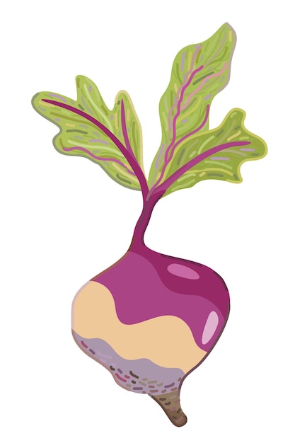 Rutabaga Vector illustratie geïsoleerd op witte achtergrond