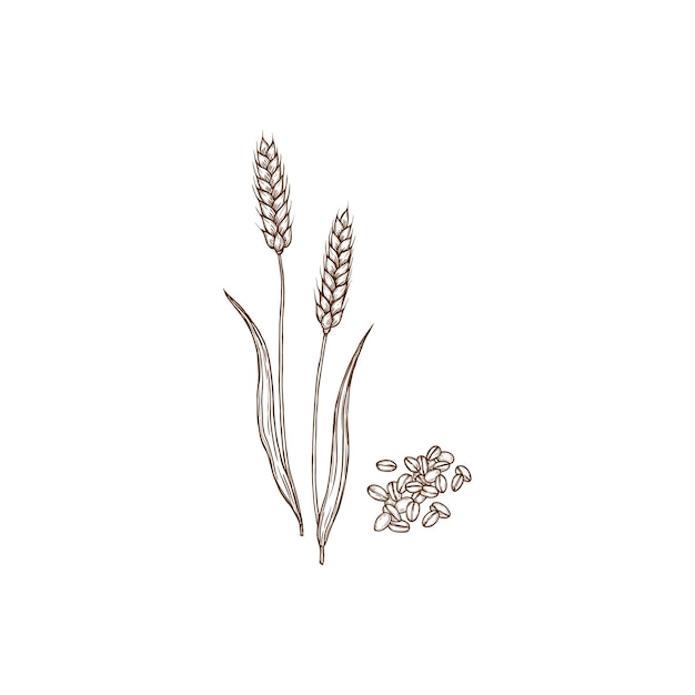 Rye spikes what cereal grains isolated plant icon